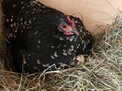 Bild 4:Steinhühner, Steinpipel, Stoapiperl