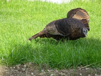 Bild 2:Nordamerikanische Wildpute, 1 Henne vom 3.7.2024