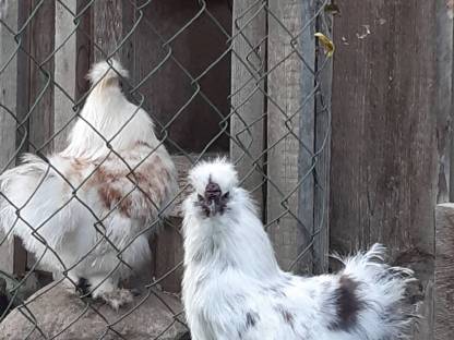 Bild 4:Zwergseidenhähne