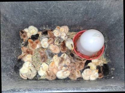 Bild 4:Grünlegerküken