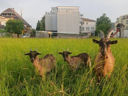Verschiedene Ziegen zu verkaufen