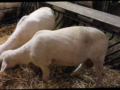 Bild 3:Merinowidder, Zuchtwidder