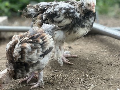 Bild 2:Junghähne abzugeben