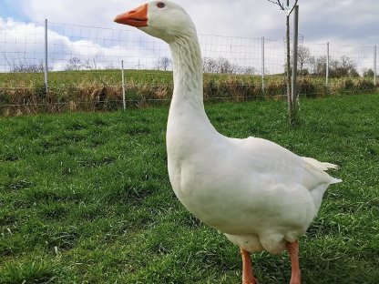 Österreichische Landgänse