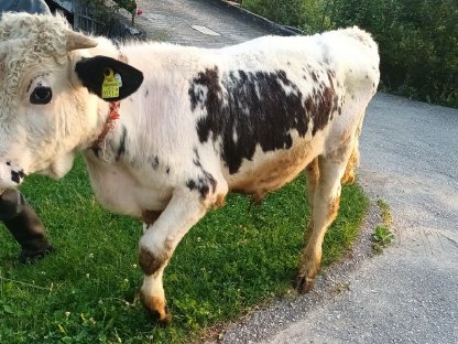 Pustertaler Sprinzen Stierkalb