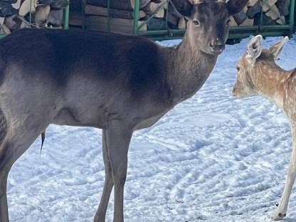 Bild 3:Bio-Damwild Schaufler