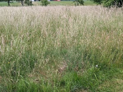 Wiese zum Selbermähen