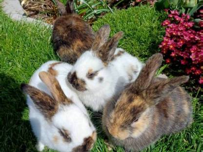 Kaninchen, Rheinische Schecken, Hasen, mittelgroße Rasse
