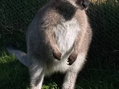 Junges Wallaby Pärchen sucht neuen Brötchengeber