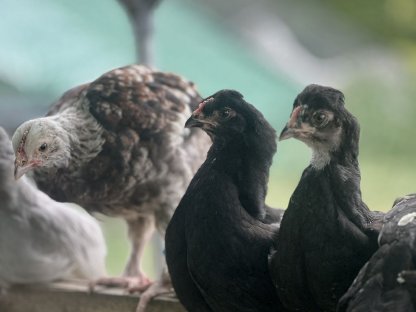 Bild 3:Junghähne abzugeben