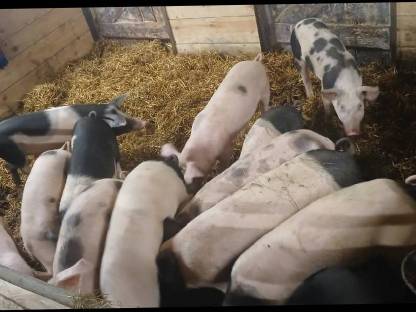 Bild 3:Ferkel mit ca. 30 kg