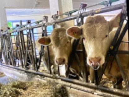 Reinrassige Charolais Zuchtstiere