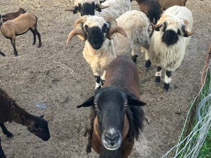 Bild 5:Kamerunschafe