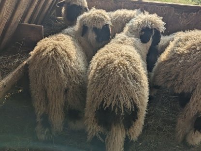 Walliser Schwarznasen Auen und Widder