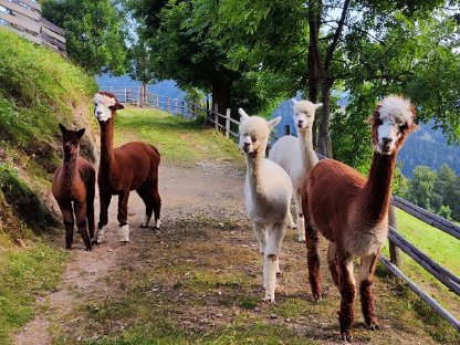 Bild 4:Alpaka, Alpakastuten, Alpakas