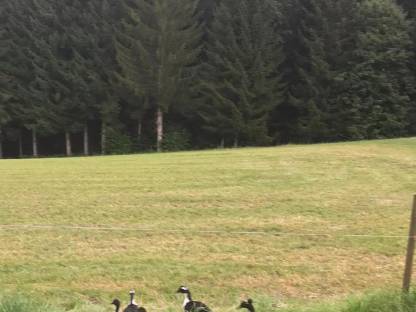 Bild 4:Laufenten zu vergeben