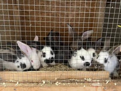 Bild 2:Junge Riesenhasen