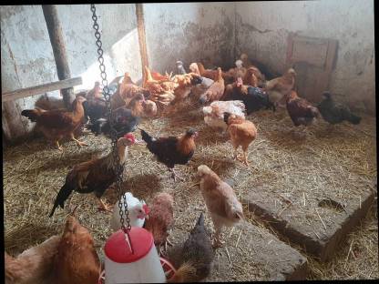 Bild 7:New Hampshire, Sulmtaler, Italiener Nachzucht 2024