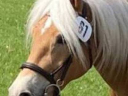 Haflinger Stute