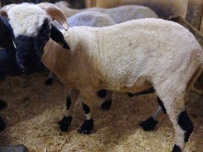 Walliser Schwarznasenschaf Widder