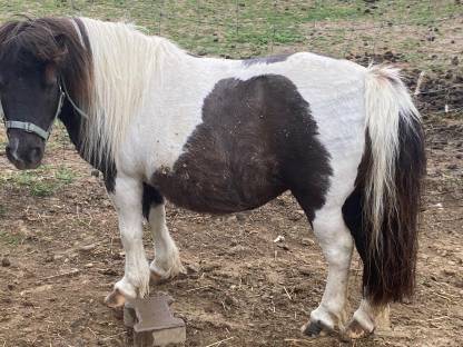 Bild 4:Minishetty, Minipony Stuten