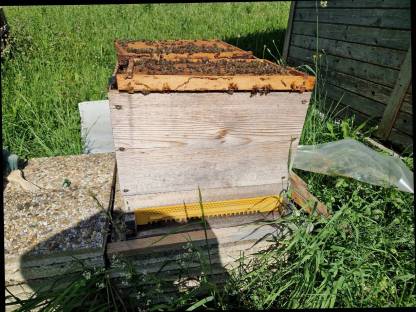 Bienen EHM Carnica Warmbau Schwarm 2025