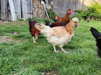 Bild 4:Altsteirer und Sulmtaler Jungtiere