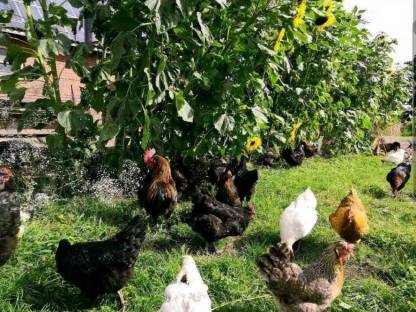 Bild 7:Naturbunte Bruteier - Grünleger, Blauleger, Marans, bunte Eier