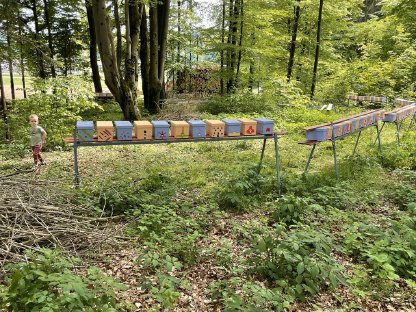 Bild 2:Carnica-Bienenköniginnen