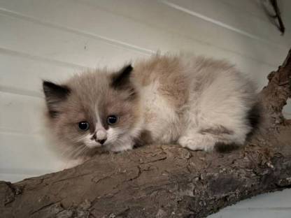 Katzen