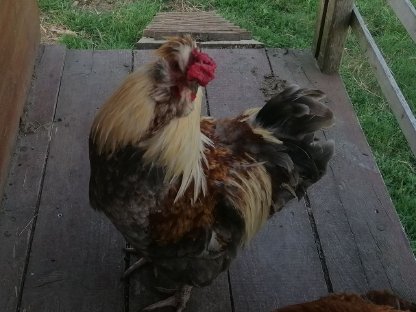 Bild 2:Sulmtaler Hähne, andere Hähne