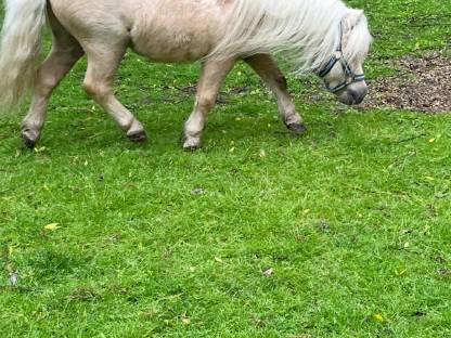 Kinderlieber pony wallach