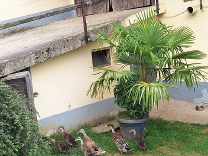 Bild 2:Verkaufe Laufenten