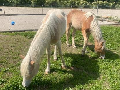 Bild 3:Aufzuchtplatz zu vergeben