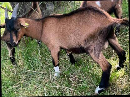 Bild 2:Ziegenbock Mischling