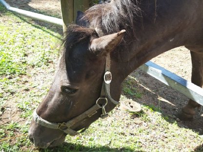 Bild 4:Ponywallach zu verkaufen