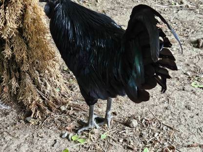 Ayam Cemani Hahn 9 Monate alt