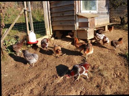 Bild 6:Landenten Erpl, Bruteier: Altsteirer,Vorwerk