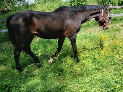 Bild 3:Braver Oldenburger-Wallach 18 J.