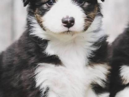Reinrassige Australian Shepherd Welpen