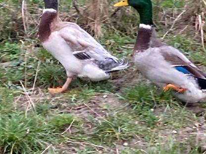 Bild 3:Verkaufe Enten