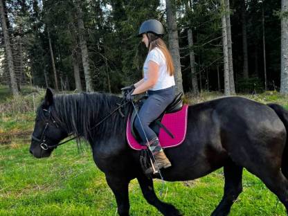 Bild 7:Noriker Glanzrappe