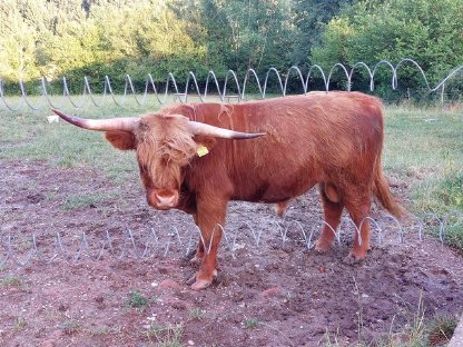 Hochlandrinder Stiere