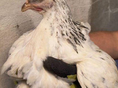 Junghühner von unseren Buntlegern