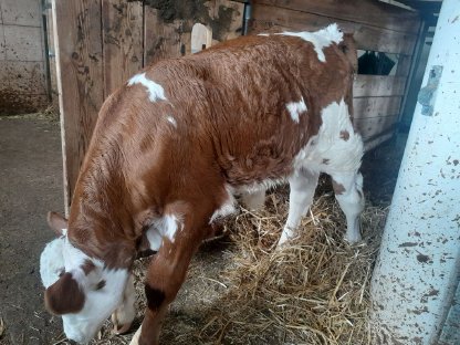 Fleckviehstierkalb