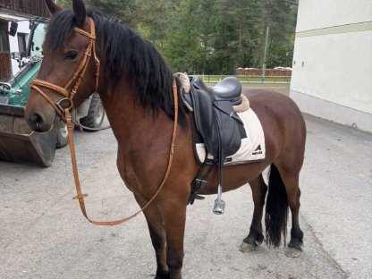 Schicke Haflinger-Friesen-Stute