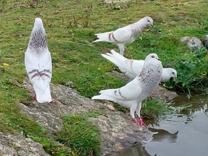 Bild 2:Schlesische Kröpfer Kropftauben