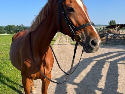Traumhafte Warmblutstute