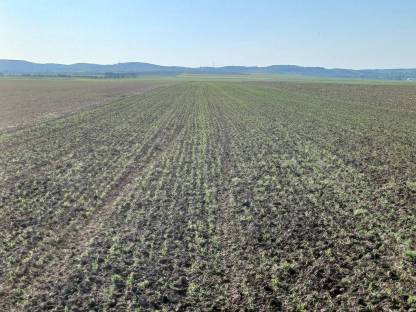 Wintererbse Druschware von Ernte 2025