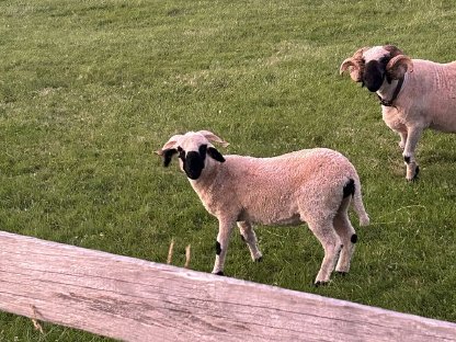Bild 2:Verkaufe Walliser Schwarznasenschaf Aue